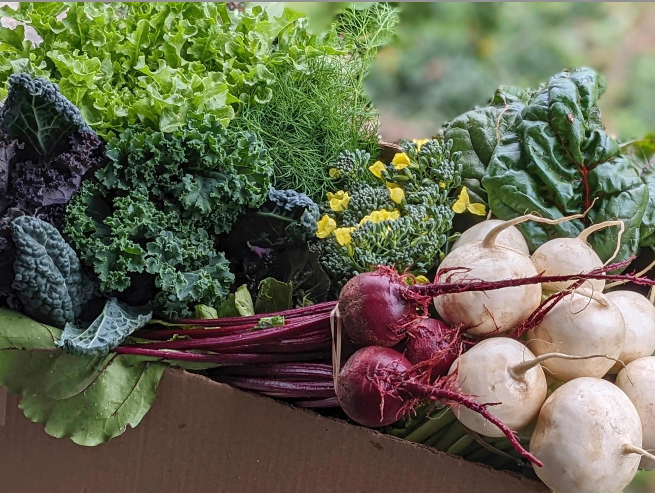 Weekly Harvest Box